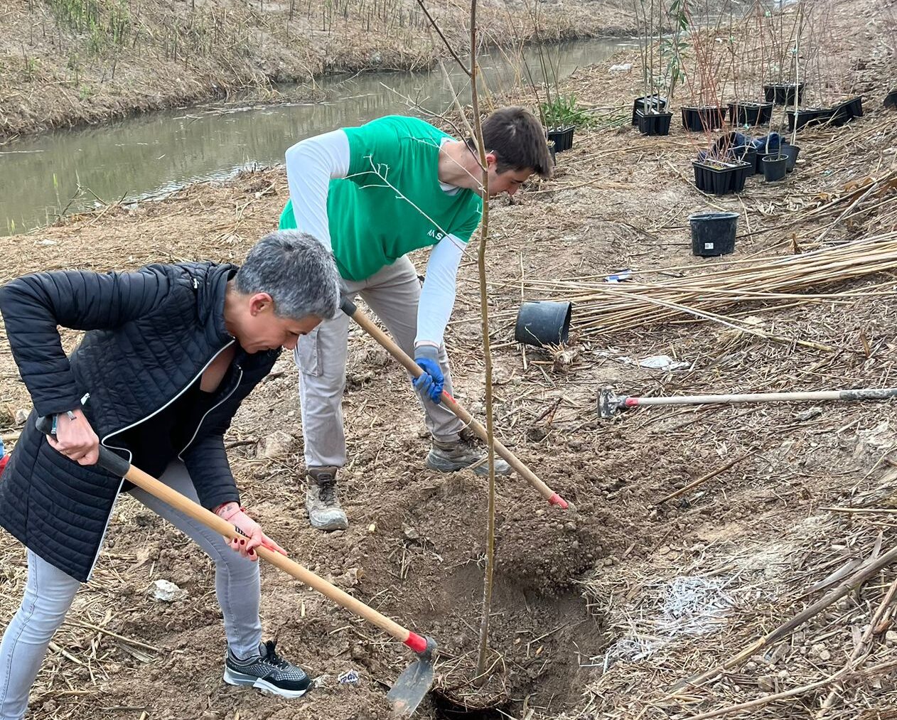 Beniel avanza en la recuperación del bosque de ribera y la eliminación de la caña en el río Segura